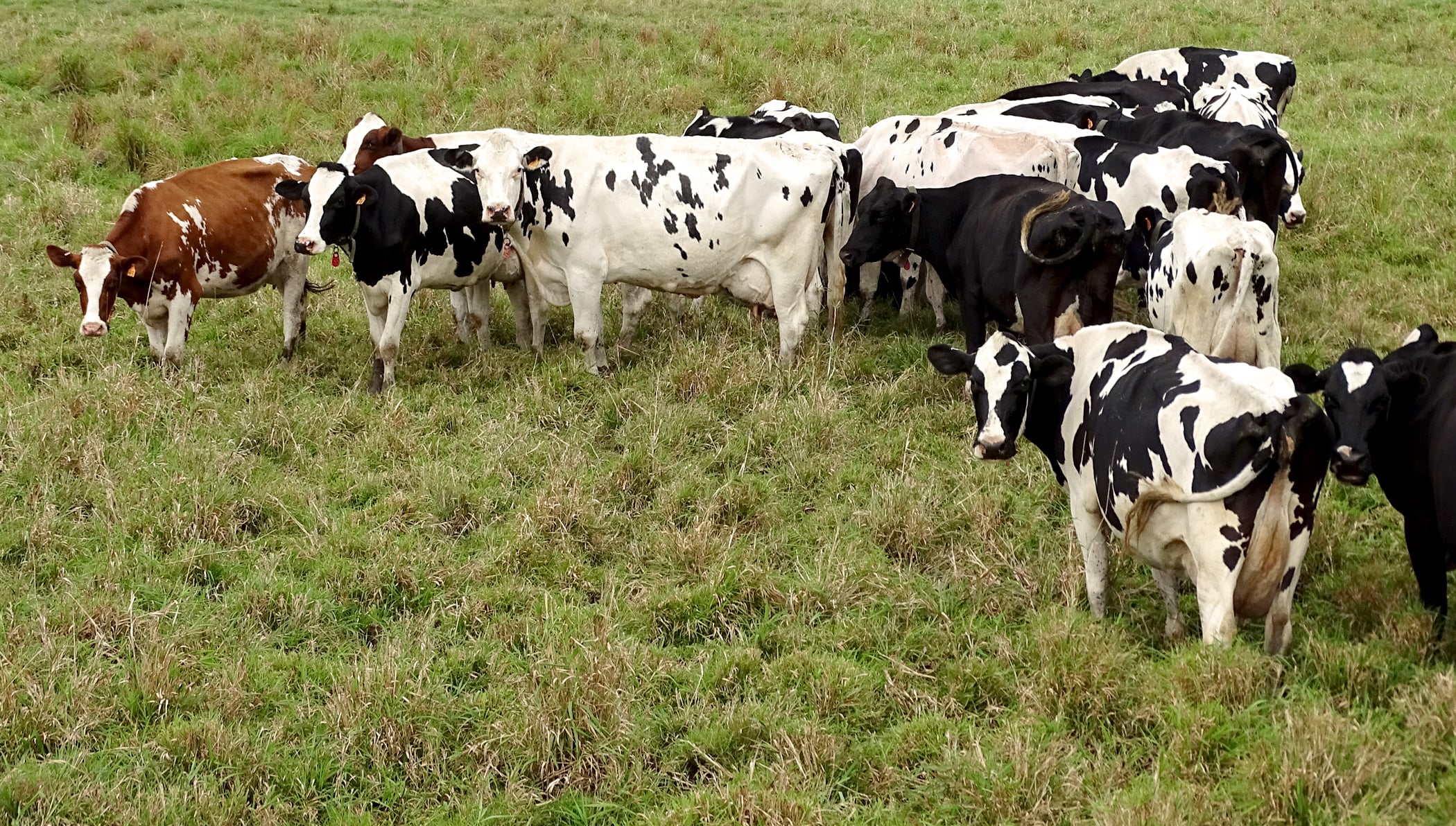 your-thoughts-on-animal-husbandry-wisconsin-farm-bureau-federation