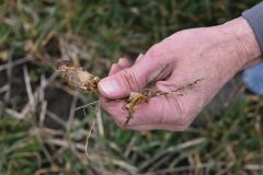 Cover-Crops