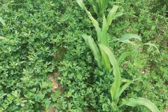 1Corn-interseeded-with-alfalfa-photo-from-Greg-Gries