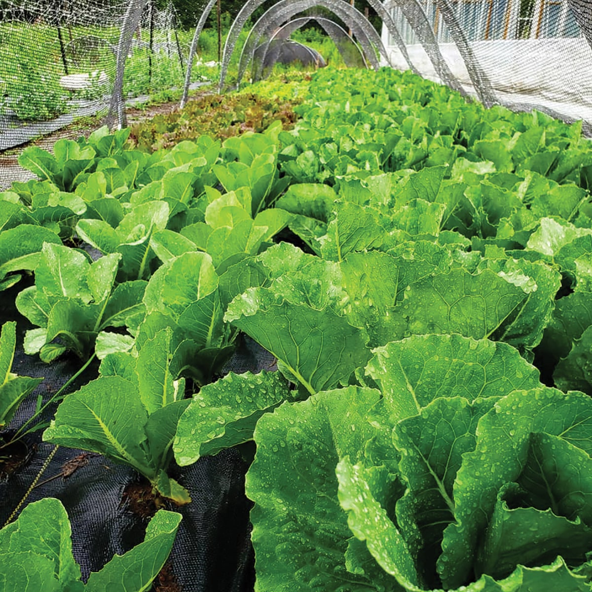 lettuce-growing-under-shade-cloth