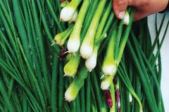 Washing-Green-onion