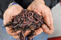 Lush Farms is home to approximately 2 million worms.