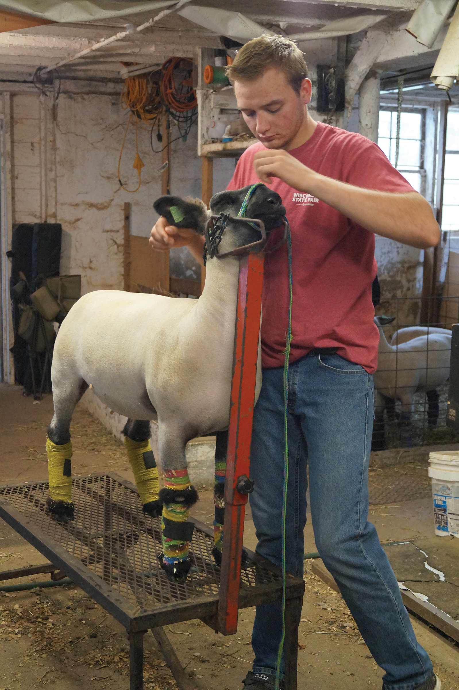 Tim prepares one of his animals for grooming in the basement of the remodeled dairy barn.