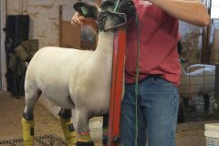 Tim prepares one of his animals for grooming in the basement of the remodeled dairy barn.