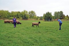 Riemer-Sheep