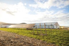 The Rippleys began raising chickens for what is now called Pilgrim’s Pride in 2005. Since then, the family has raised 139 flocks of 52,000 chickens per flock - or more than 7.2 million birds in 18 years! Chicken from the farm is sold in grocery stores across the country and in Kwik Trip locations across the Midwest. Located outside of the chicken coop, Ed installed solar panels five years ago. The panels continue to provide a renewable energy source to generate enough electricity to power the Rippley’s home and the farm’s outbuildings.