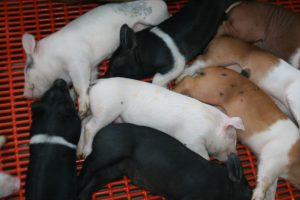 sleeping piglets