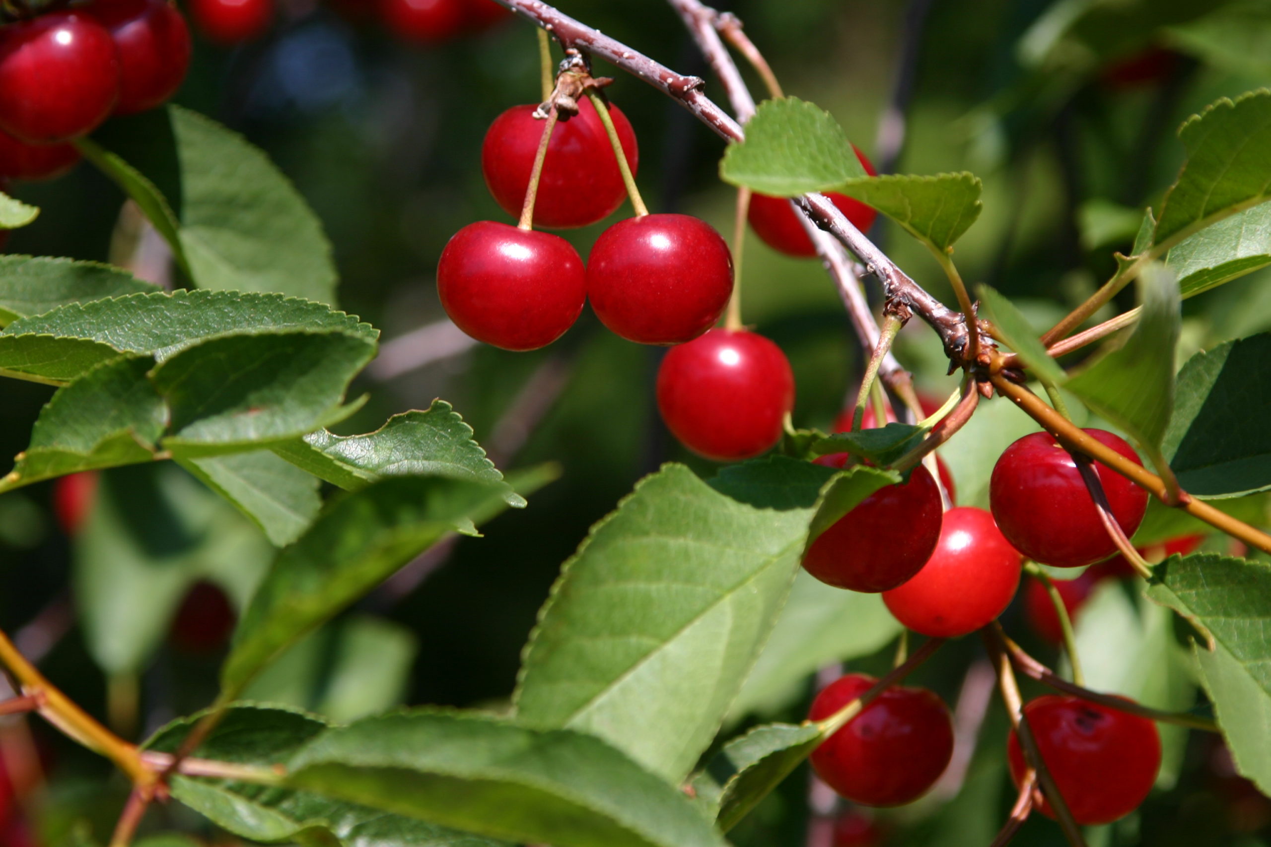 sweet cherries politics farm stands nations