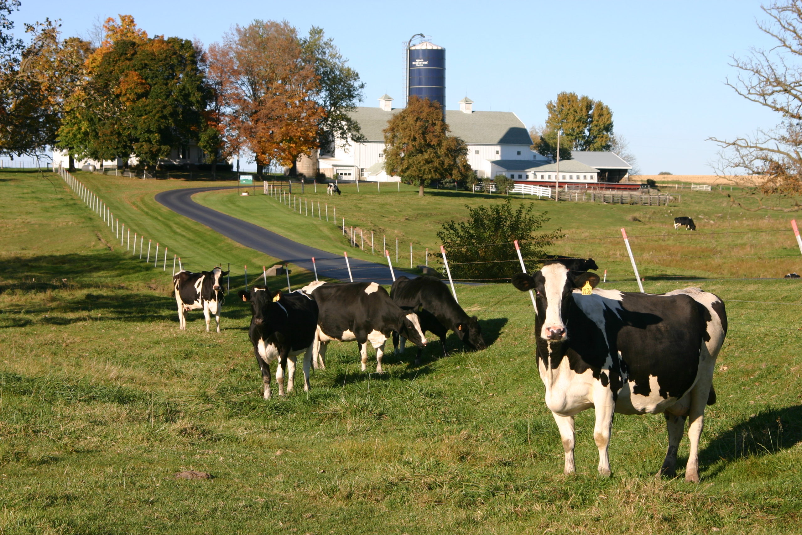 australian-dairy-farmers-statement-on-re-regulating-the-dairy-industry