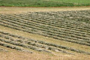 field of raked hay