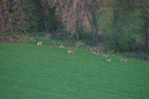 Deer in field
