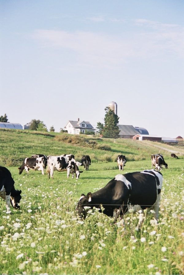 closeup grazing dairy cows vertical - Wisconsin Farm Bureau Federation