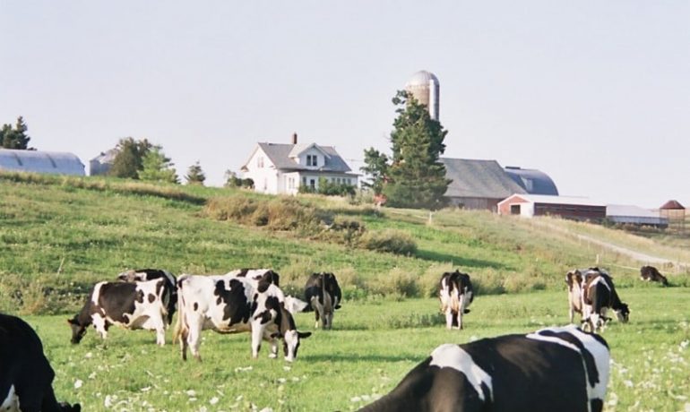 closeup grazing dairy cows vertical