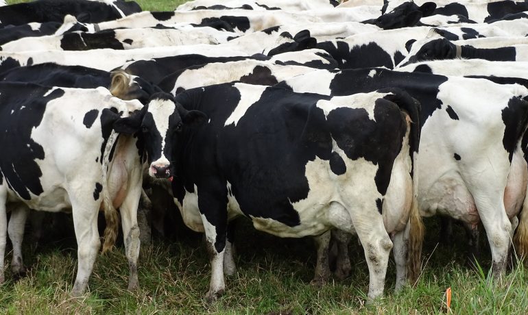 Holstein dairy cows on pasture
