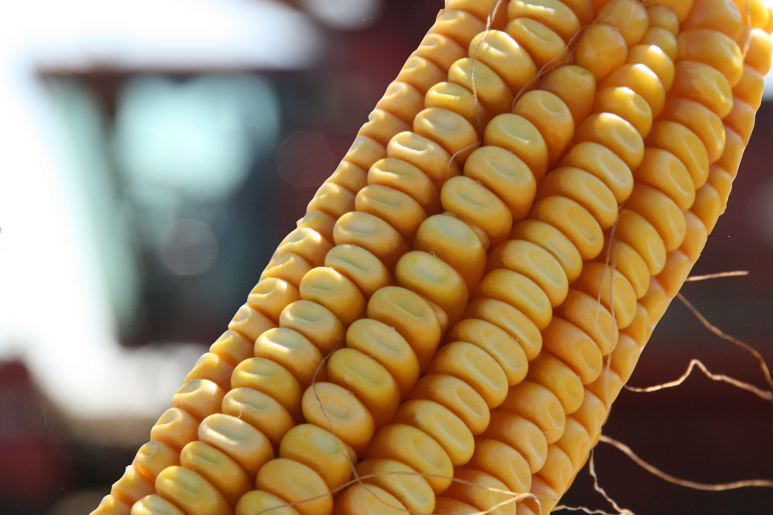 Corn cob close RGB - Wisconsin Farm Bureau Federation