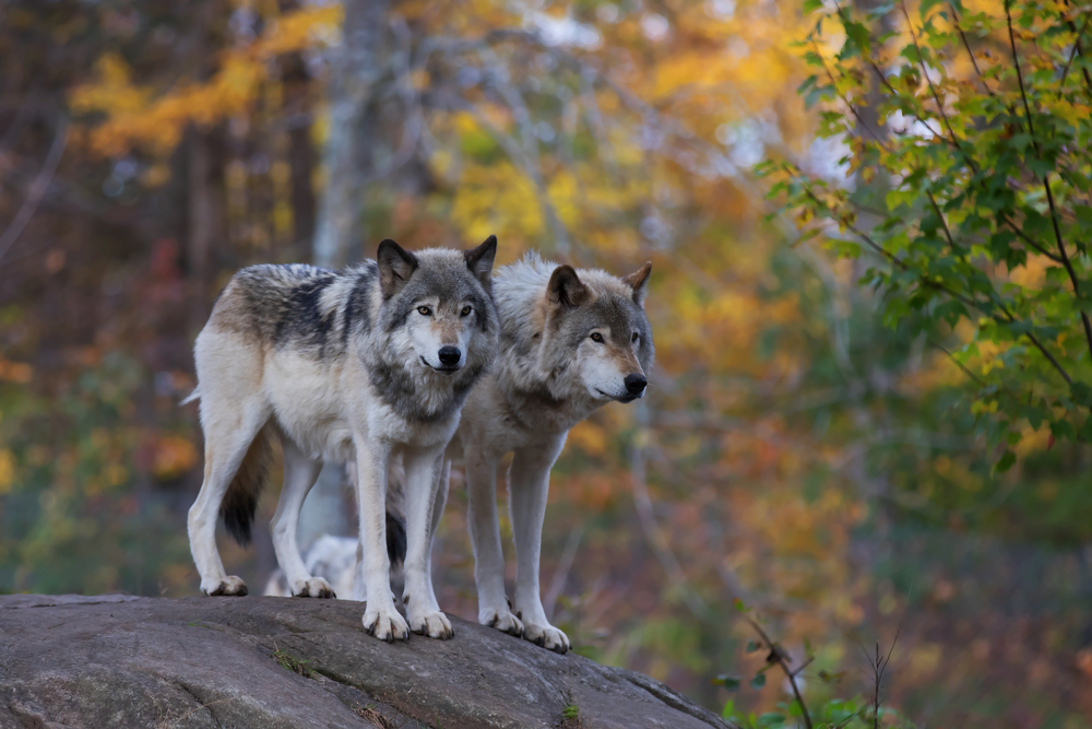 Two wolves in woods