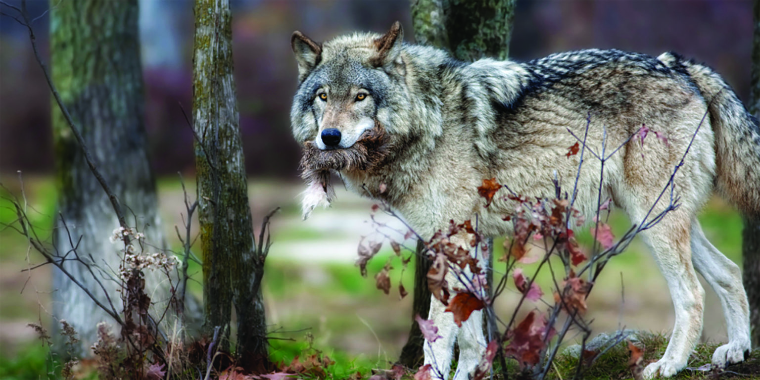 Wolf Image Wisconsin Farm Bureau Federation