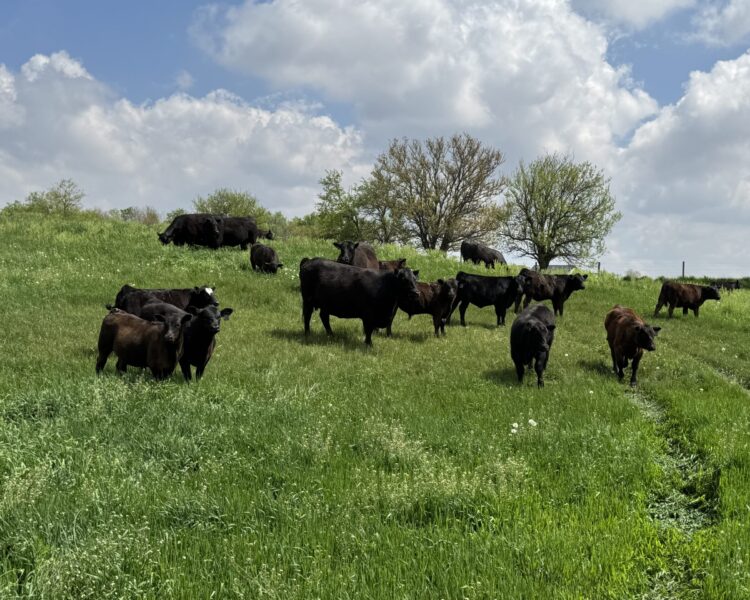 Beef cattle grazing at Arndt Land & Cattle 