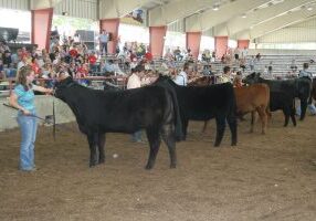 State Fair showring 1