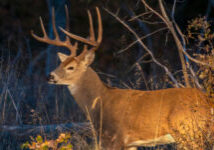 deer hunt (1024 × 512 px)